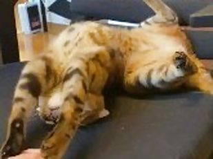 (Vertical Video) Filming pussy play at home. 100% realistic pussy video.